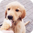 dog eating ice cream